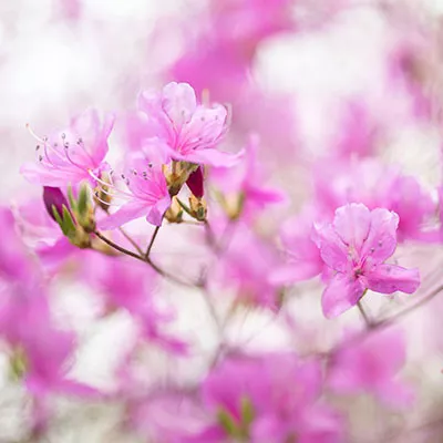 10月15日免费节点分享|18M/S，Singbox节点/Clash节点/V2ray节点/SSR节点|免费上网梯子每天更新