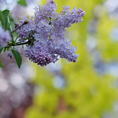 10月28日免费节点分享|18.8M/S，SSR节点/Singbox节点/Clash节点/V2ray节点|免费上网梯子每天更新